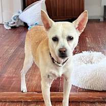 Thumbnail photo of Addie (In Foster) #1