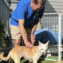 Thumbnail photo of Addie (In Foster) #3