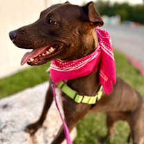 Thumbnail photo of Backpack #4