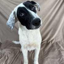 Thumbnail photo of Banjo #2