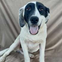 Thumbnail photo of Banjo #3