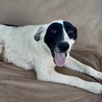 Thumbnail photo of Banjo #4