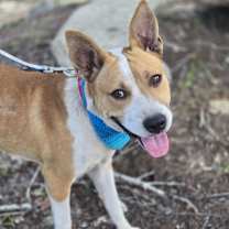 Thumbnail photo of Lance #2