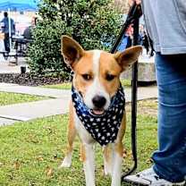 Thumbnail photo of Lance #4