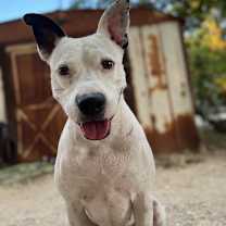 Thumbnail photo of Kinsley KR #2