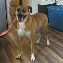 Thumbnail photo of Niabi JC #4