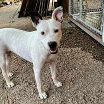 Thumbnail photo of Kinsley KR #4