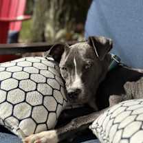 Thumbnail photo of Ziva #2