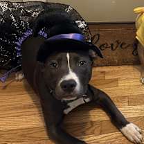 Thumbnail photo of Ziva #4