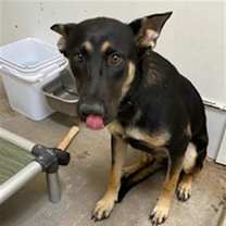 adopt-pet