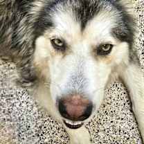 Thumbnail photo of Choco #3