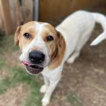 Thumbnail photo of Poppy #3