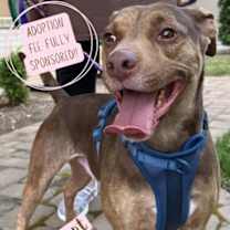adopt a pet
