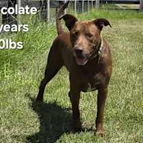 Thumbnail photo of Chocolate #2