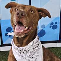 Thumbnail photo of Chocolate #3