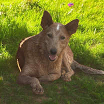 adopt-pet