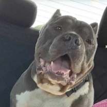 Thumbnail photo of Brutus Beefcake  #3