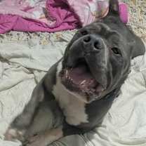 Thumbnail photo of Brutus Beefcake  #4