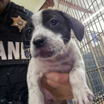 Thumbnail photo of Gil (Rocky) #2