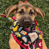 Thumbnail photo of Jumba #1