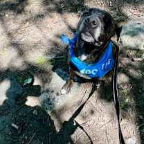 Thumbnail photo of Rex #3