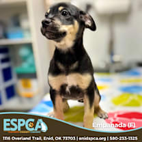 Thumbnail photo of Empanada #1