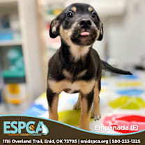 Thumbnail photo of Empanada #2