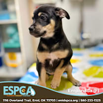 Thumbnail photo of Empanada #3