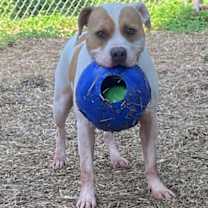 Thumbnail photo of Gus #2