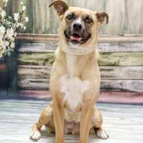 adopt-pet