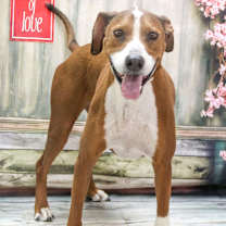 adopt-pet