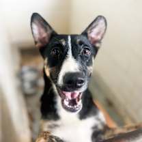 Thumbnail photo of Chester #4