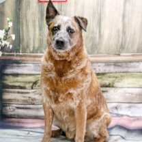 adopt-pet