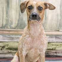 adopt-pet