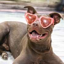 adopt-pet