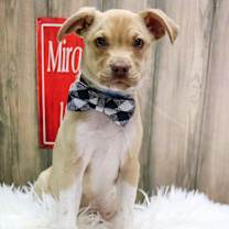 adopt-pet