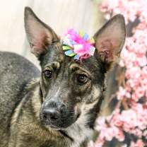 adopt-pet