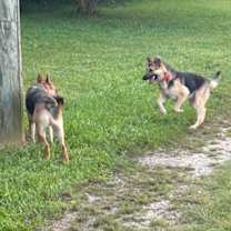 Thumbnail photo of SENECA AND PEETA #3