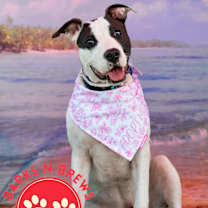 Thumbnail photo of Dottie #3