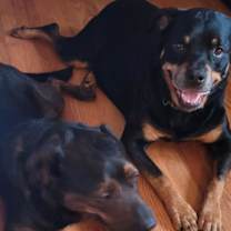 Thumbnail photo of Daquillo #4