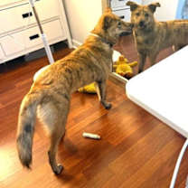 Thumbnail photo of STUNNING STELLA #2