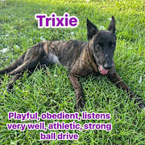 Thumbnail photo of Trixie #1