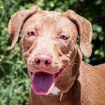 Yummy Ms Yari ~ FUN on 4 Paws !