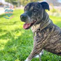 Thumbnail photo of Socks #1