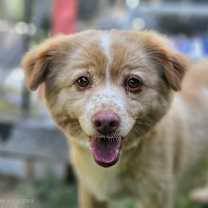adopt-pet