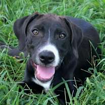 Thumbnail photo of Chip #1