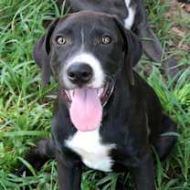 Thumbnail photo of Chip #2