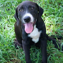 Thumbnail photo of Chip #3