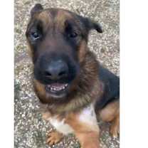 Thumbnail photo of Tye #2