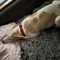 Thumbnail photo of Charlie #3